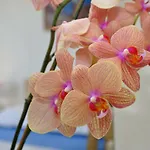 Ljubica Ljuban Daire Makarska