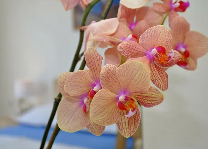 Ljubica Ljuban Apartment Makarska